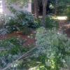 We are experiened when it comes to safely pruning large tree and limbs.
