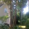 Pruning tall tree near homes is important for safety.
