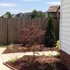 Incorporating pine straw into a backyard landscape.